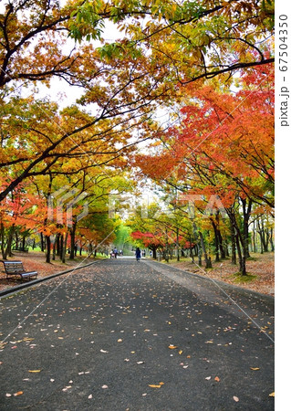 万博記念公園 紅葉 並木道 の写真素材