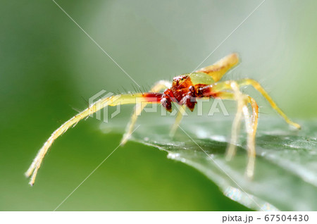 顔がかわいい　ササグモ 67504430