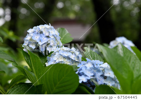梅雨　アジサイ  妙楽寺 67504445