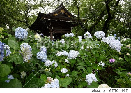 梅雨 アジサイ 妙楽寺 梅雨 アジサイ 妙楽寺 67504447