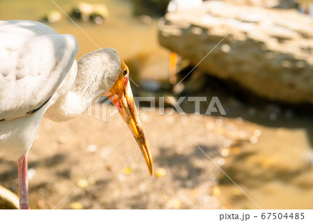 A milk stork is hunting in a pond. Looking for 67504485