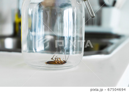 Cockroach in a glass jar in the kitchen 67504694