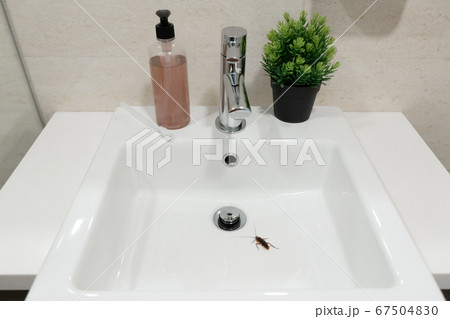 Cockroach in the bathroom on the sink. The problem Cockroach in the bathroom on the sink. The problem 67504830