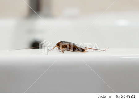 Cockroach in the bathroom on the sink. The problem Cockroach in the bathroom on the sink. The problem 67504831