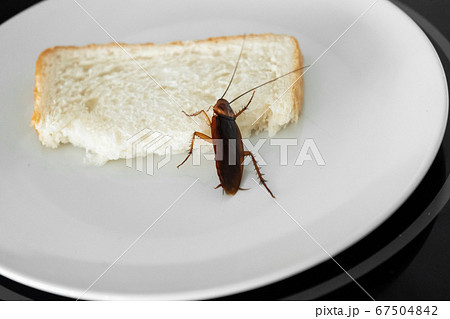 A cockroach is sitting on a piece of bread in a A cockroach is sitting on a piece of bread in a 67504842