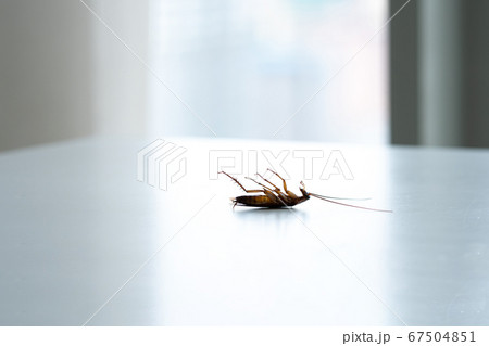 Cockroach on a white kitchen table. a Cockroach on a white kitchen table. a 67504851