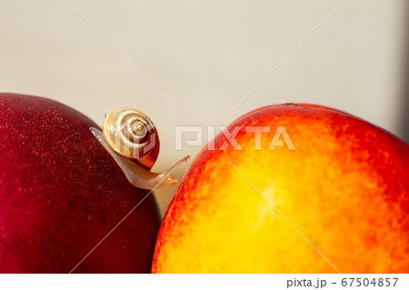 Little Snail Crawling On Ripe Red Nectarinesの写真素材