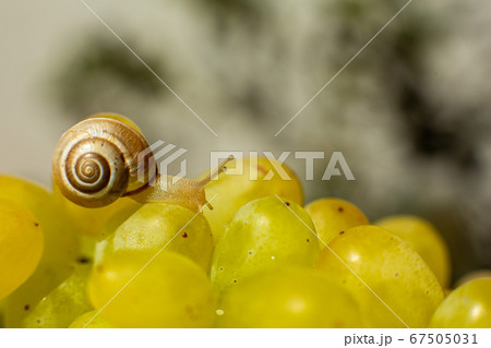 Close-up of a small snail crawling over grapes 67505031