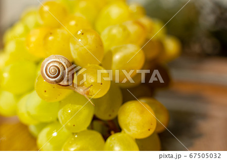 Close-up of a small snail crawling over grapes 67505032
