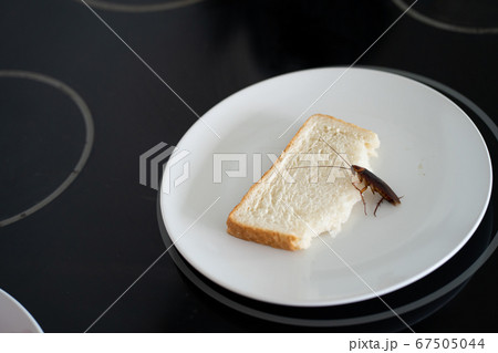 A cockroach is sitting on a piece of bread in a 67505044