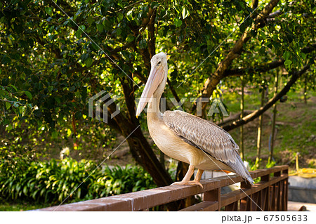 The white pelican that lives in the bird park sits The white pelican that lives in the bird park sits 67505633