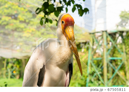 A milk stork sits close-up portrait. A stork sits A milk stork sits close-up portrait. A stork sits 67505811