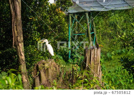 Little white heron walks through the park looking Little white heron walks through the park looking 67505812