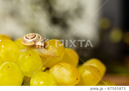 Close-up of a small snail crawling over grapes 67505873