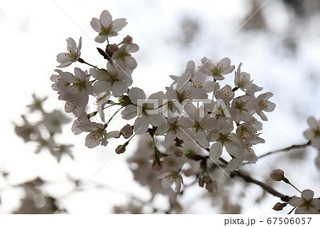 ソメイヨシノ（サクラ）の花 67506057