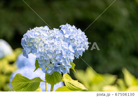 岩手県一関市みちのくあじさい園の水色の紫陽花の写真素材