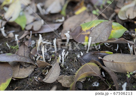 枝分かれした白くて細い茸 シロソウメンタケモドキの写真素材