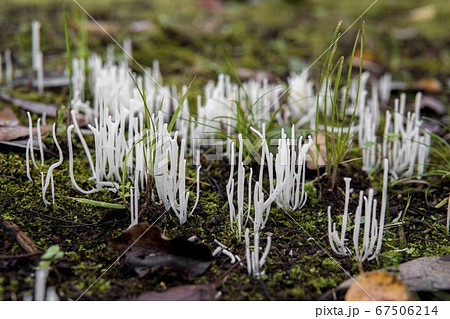 白くて細長いキノコが発生／シロソウメンタケ 67506214
