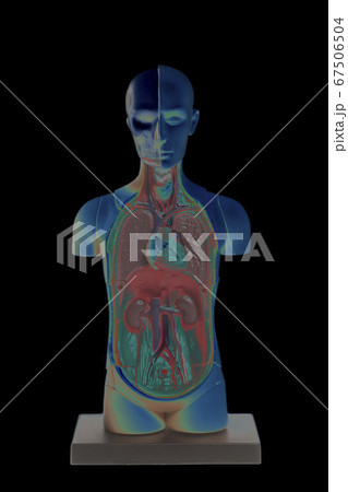 Human Body Anatomy Model on Black 67506504