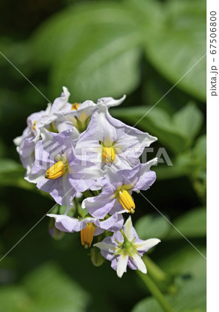 ジャガイモ キタアカリ の花の写真素材