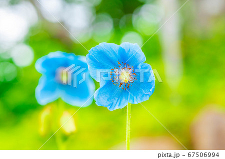 ヒマラヤの青いケシの花 長野県 の写真素材