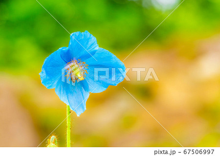 ヒマラヤの青いケシの花 長野県 の写真素材
