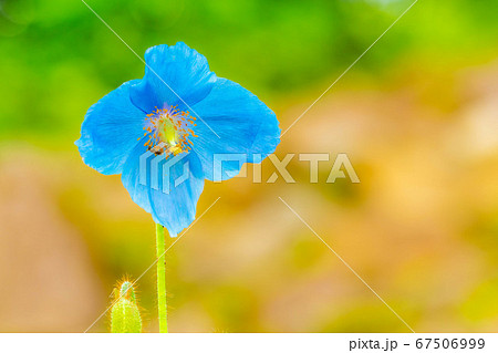 ヒマラヤの青いケシの花 【長野県】 ヒマラヤの青いケシの花 【長野県】 67506999