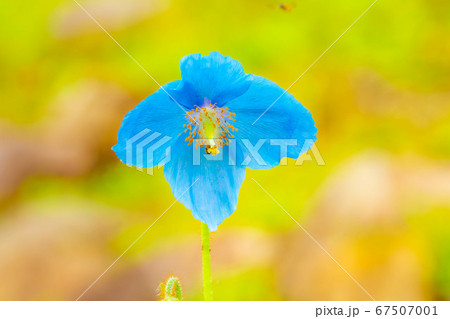 ヒマラヤの青いケシの花 【長野県】 ヒマラヤの青いケシの花 【長野県】 67507001