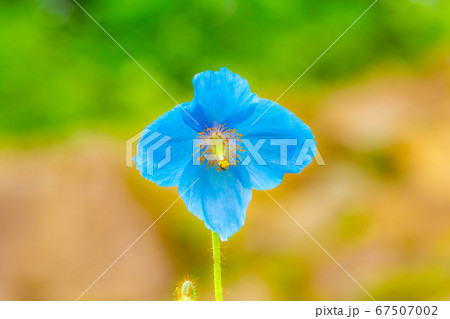 ヒマラヤの青いケシの花 【長野県】 ヒマラヤの青いケシの花 【長野県】 67507002