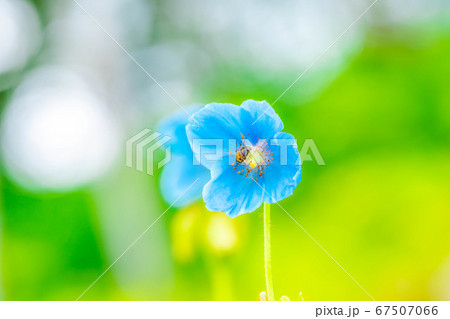 ヒマラヤの青いケシの花 【長野県】 ヒマラヤの青いケシの花 【長野県】 67507066
