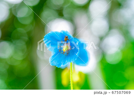 ヒマラヤの青いケシの花 長野県 の写真素材