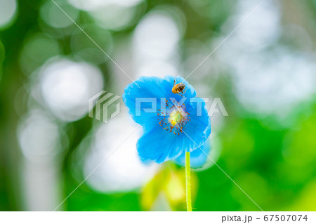 ヒマラヤの青いケシの花 長野県 の写真素材