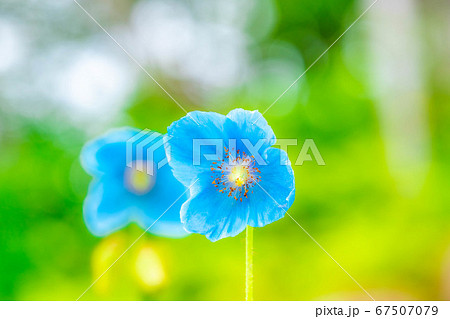 ヒマラヤの青いケシの花 【長野県】 ヒマラヤの青いケシの花 【長野県】 67507079