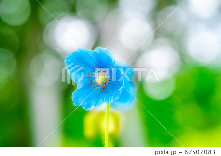 ヒマラヤの青いケシの花 【長野県】 ヒマラヤの青いケシの花 【長野県】 67507083
