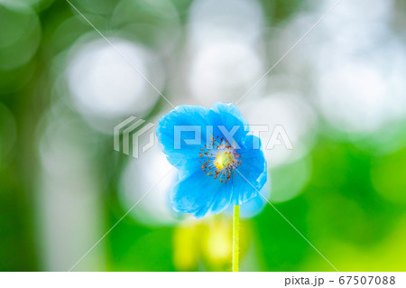 ヒマラヤの青いケシの花 【長野県】 ヒマラヤの青いケシの花 【長野県】 67507088