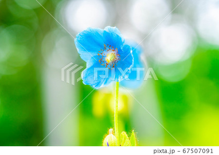 ヒマラヤの青いケシの花　【長野県】 67507091