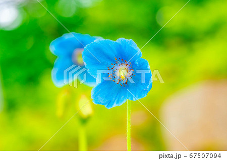 ヒマラヤの青いケシの花 長野県 の写真素材