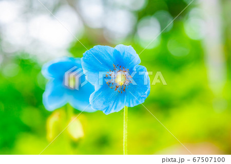 ヒマラヤの青いケシの花 【長野県】 ヒマラヤの青いケシの花 【長野県】 67507100