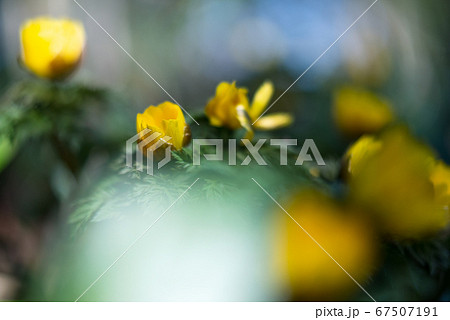 柔らかいボケの中に浮か黄色い福寿草の群生【花・植物】 67507191