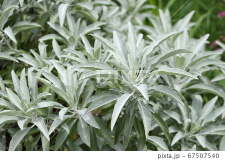 ホワイトセージ ホワイトセージ 67507540