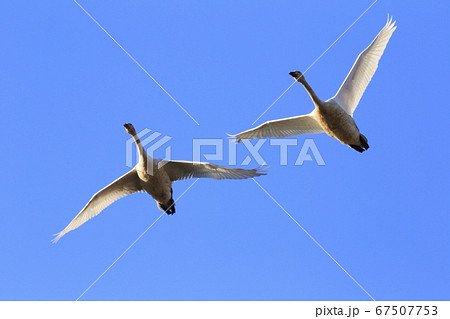青空を飛ぶ白鳥 67507753