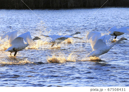 水しぶきを上げて飛び立つ白鳥　　　 67508431
