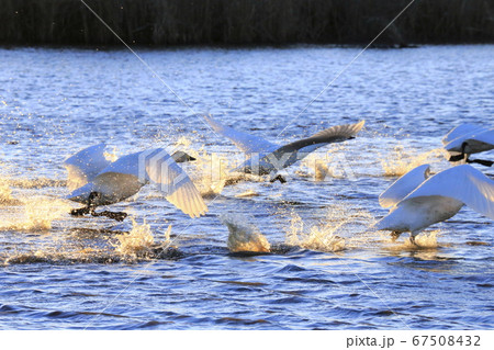 水しぶきを上げて飛び立つ白鳥　　　 67508432