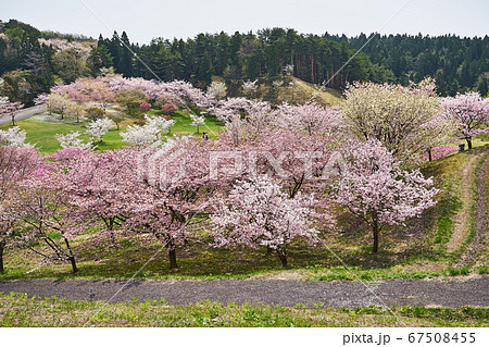 秋田県 春の日本国花苑 秋田県 春の日本国花苑 67508455