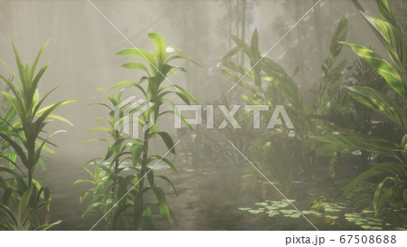 Sun shining through trees and fog in a tropical 67508688