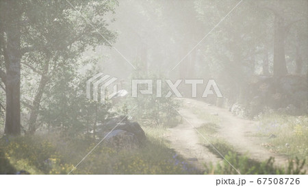 Sunbeams entering coniferous stand on a misty Sunbeams entering coniferous stand on a misty 67508726