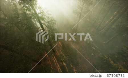 Drone breaking through the fog to show redwood and Drone breaking through the fog to show redwood and 67508731