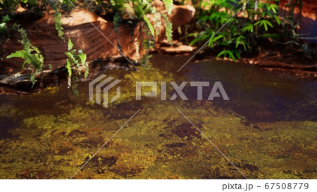 tropical golden pond with rocks and green plants 67508779