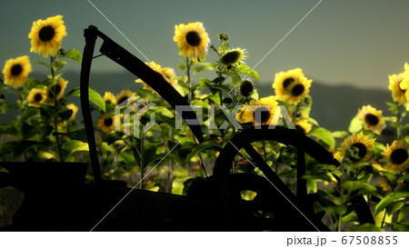 old vintage style scythe and sunflower field 67508855