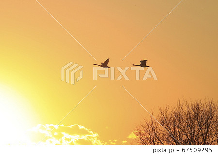 夕焼け空を飛ぶ白鳥 夕焼け空を飛ぶ白鳥 67509295